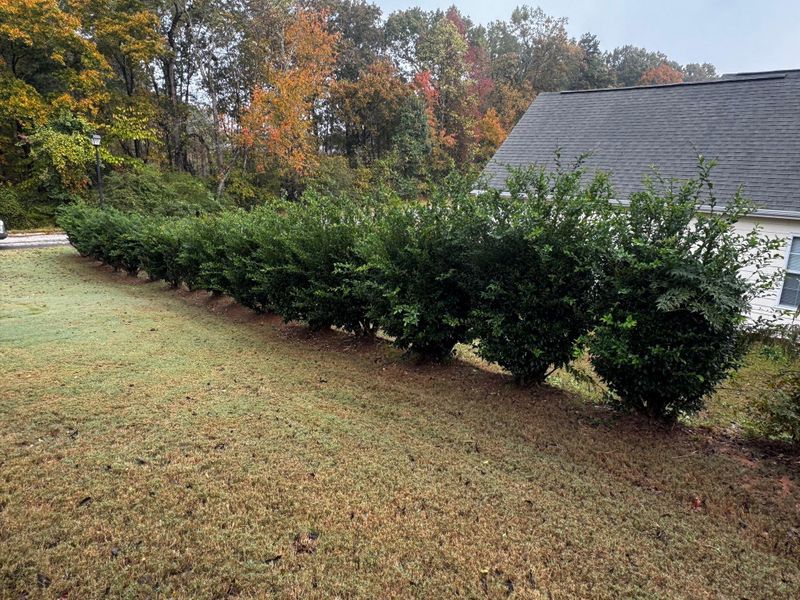 Fence Line Clearing