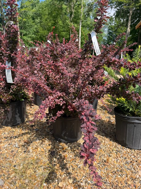 Garden Center