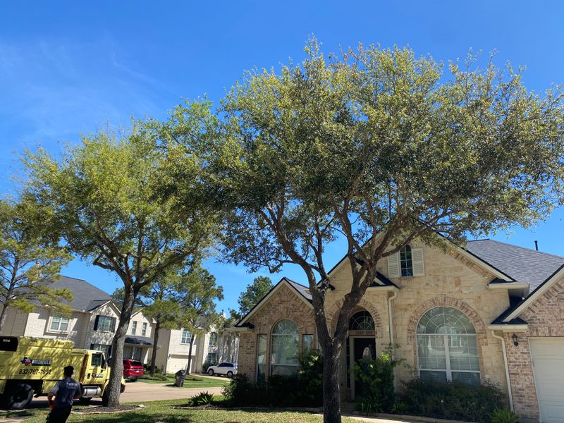 Tree Trimming