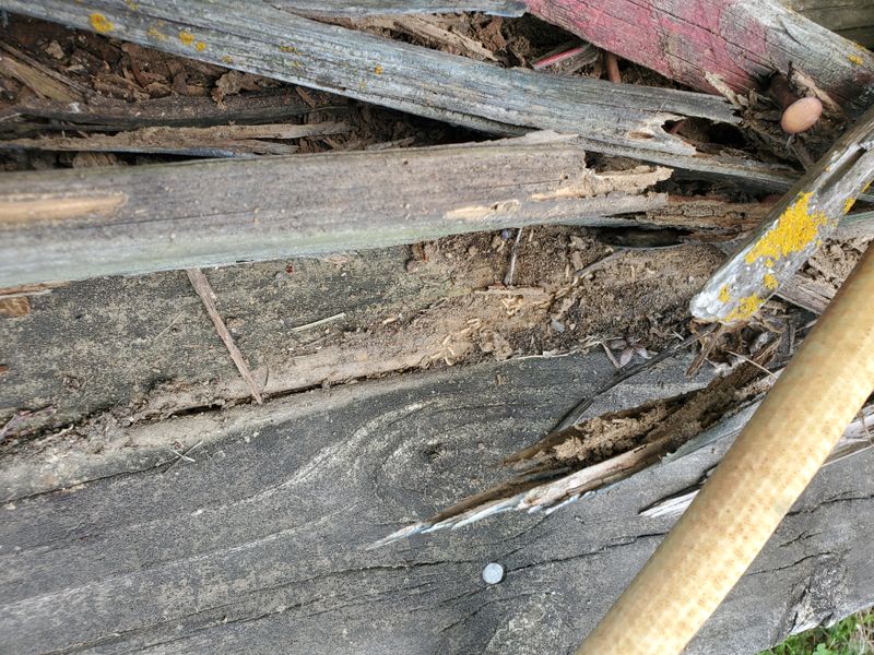 Termite Inspection & Treatment