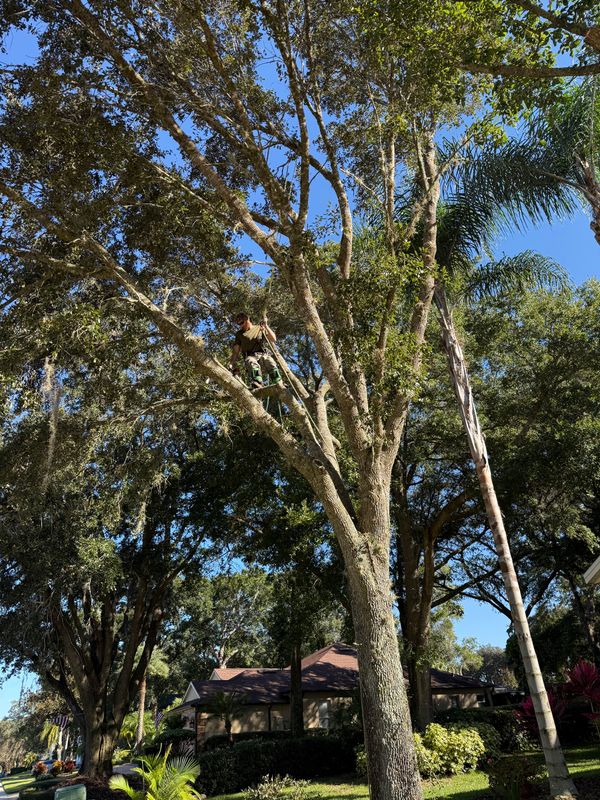 Tree Pruning