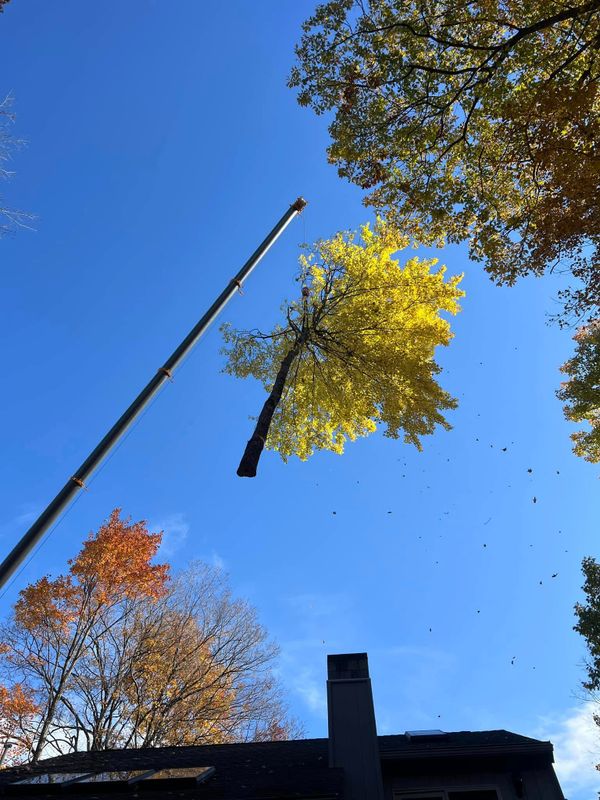 Tree Removal gallery