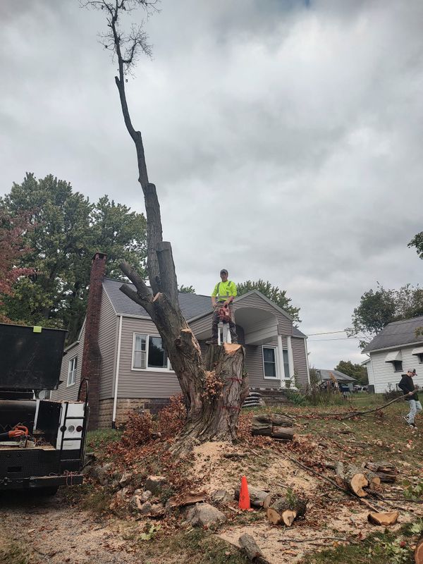 Tree Trimming gallery