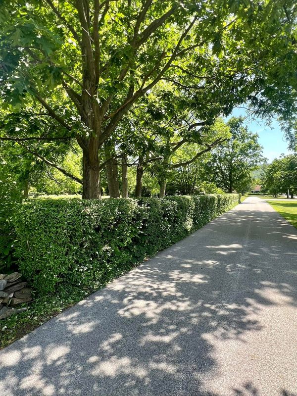 Hedge Trimming