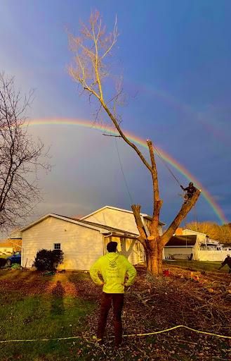Tree Trimming