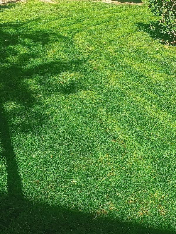 Lawn Maintenance