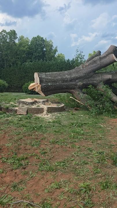 Tree Removal