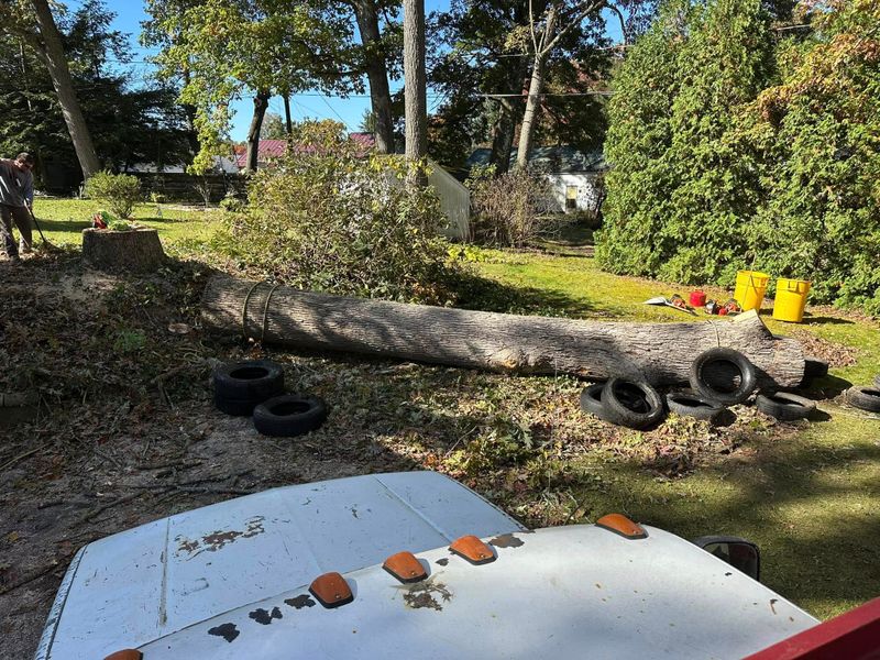 Tree Removal