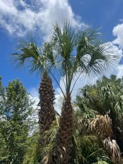 Tree Transformation Triumph: Enhancing New Port Richey's Landscape with Perfect MOs Expertise