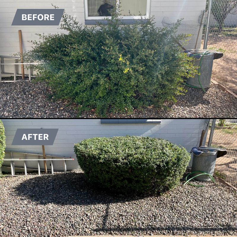 Tree & Shrub Care