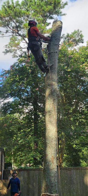 Tree Trimming