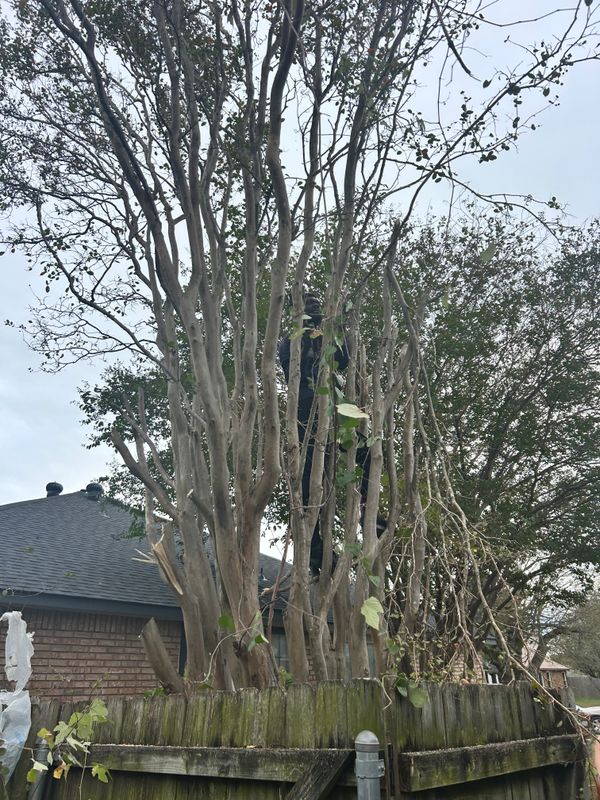 Shrubbery trimming and removal