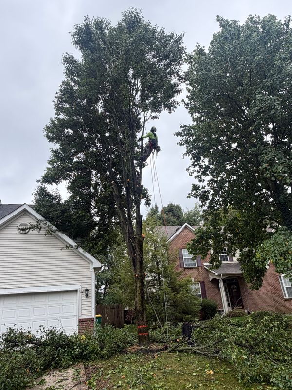 Tree Service