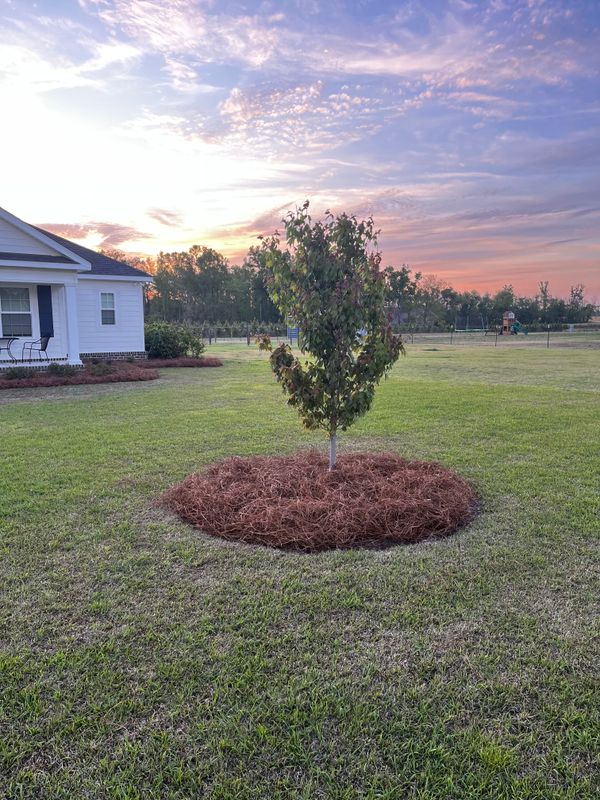 Tree & Shrub Care