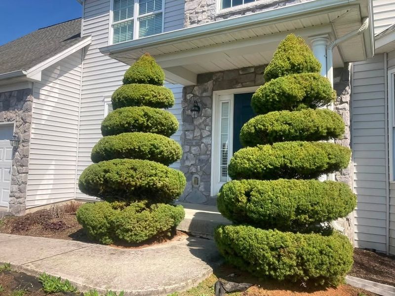 Tree & Shrub Care