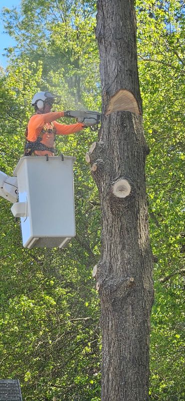 Tree Removal