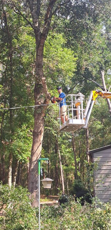 Tree Services