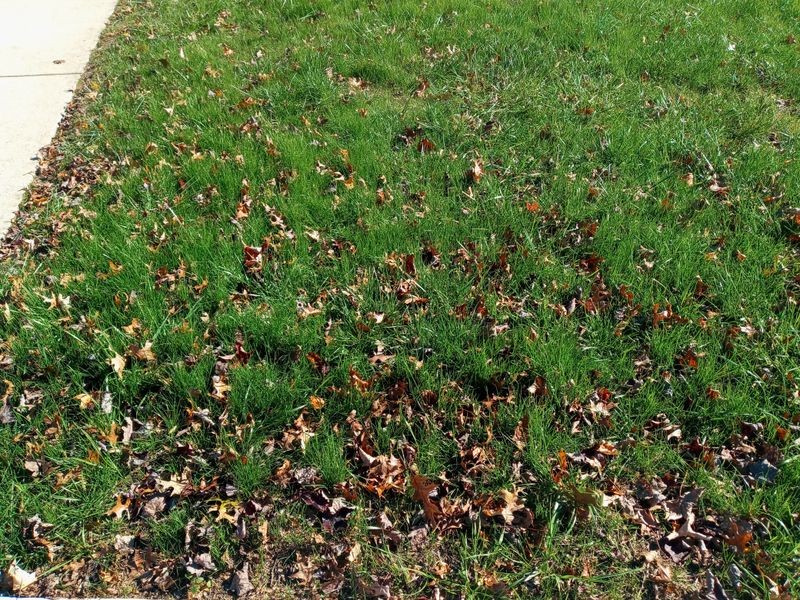 Grass Up
