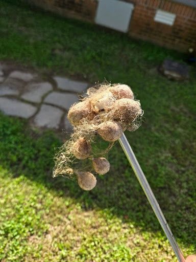Termite Inspection & Treatment