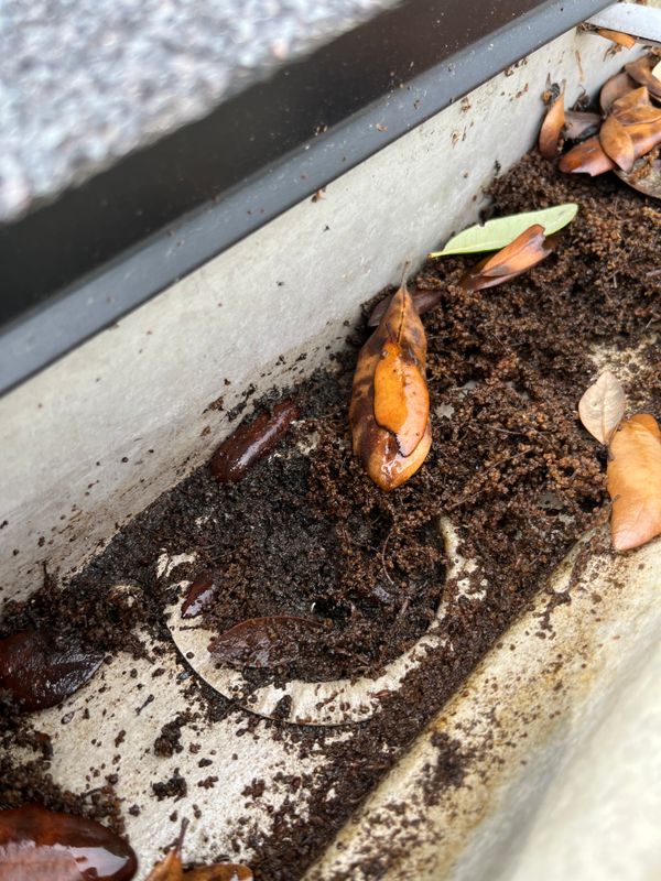 Gutter Cleaning