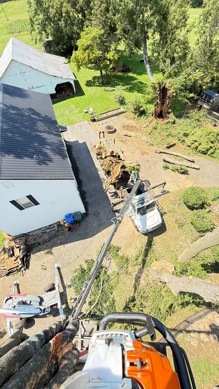 Stump Removal