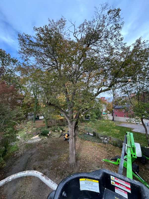 Tree Trimming