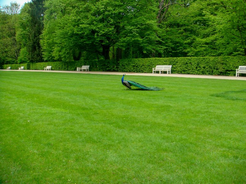 Lawn Maintenance