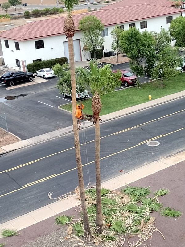 Trimming & Pruning Services