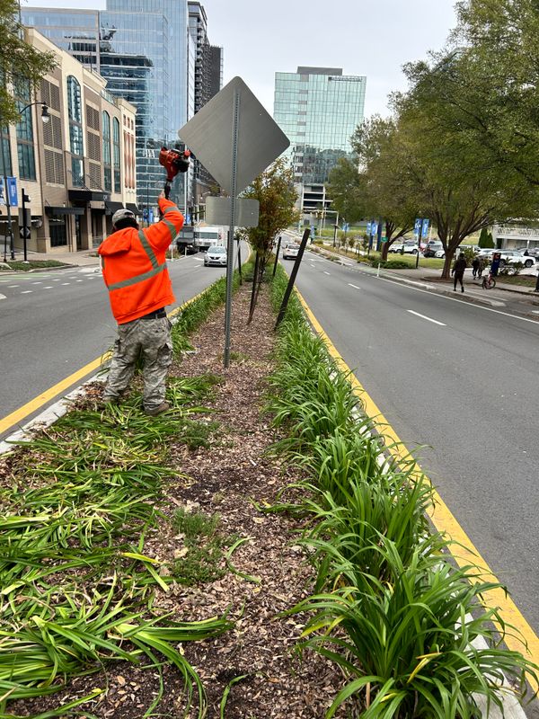 Shrub Trimming
