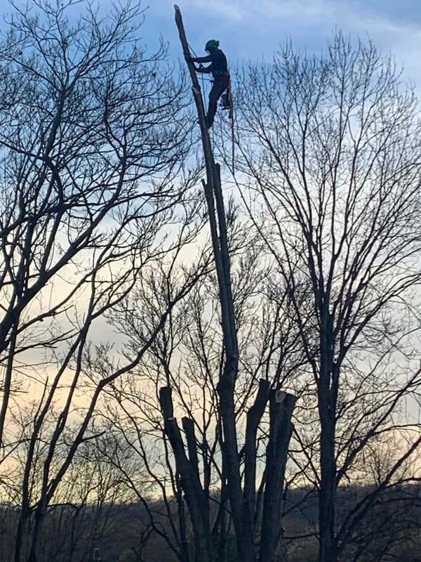 Tree Removal gallery