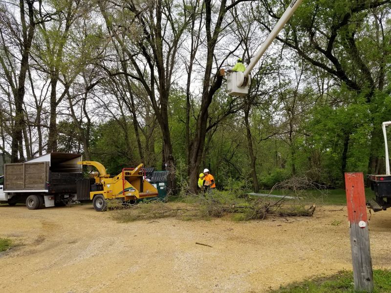 Tree Trimming gallery