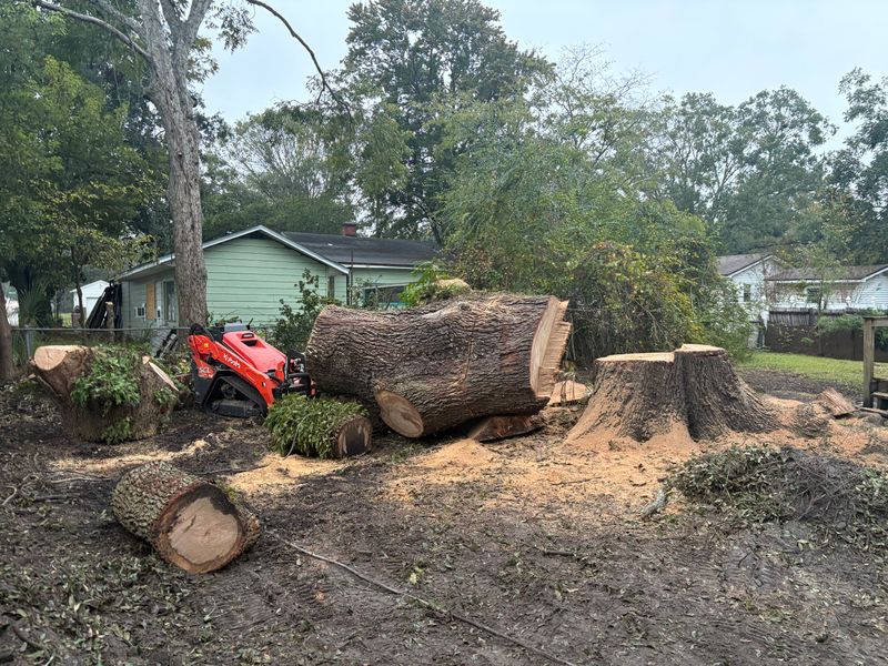 Tree Removal