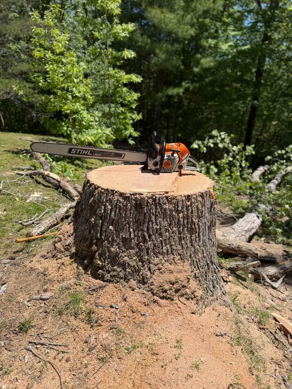 Tree Removal