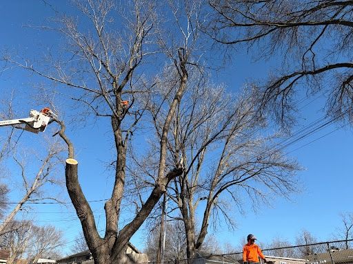 Tree Trimming