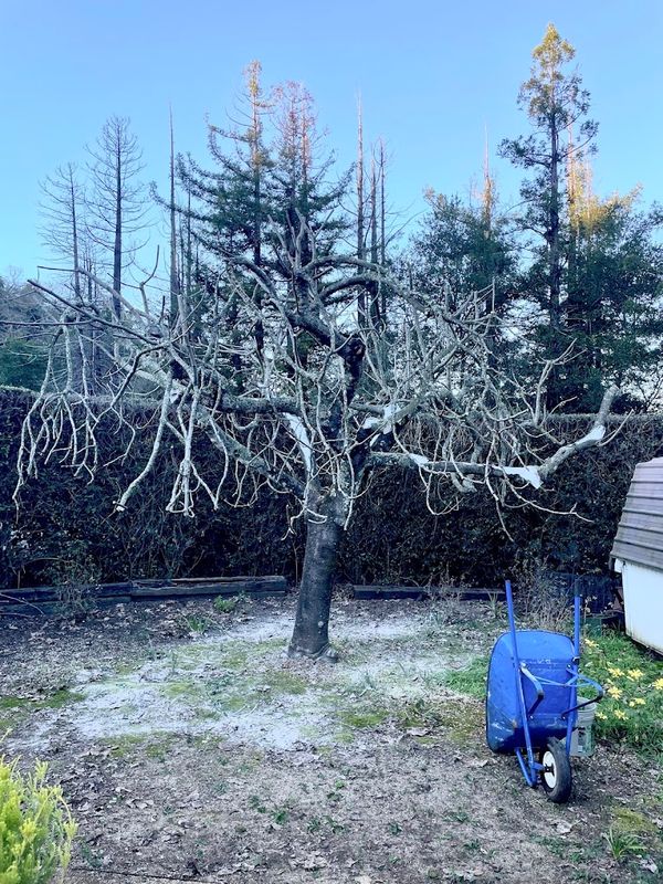 Tree Health and Maintenance