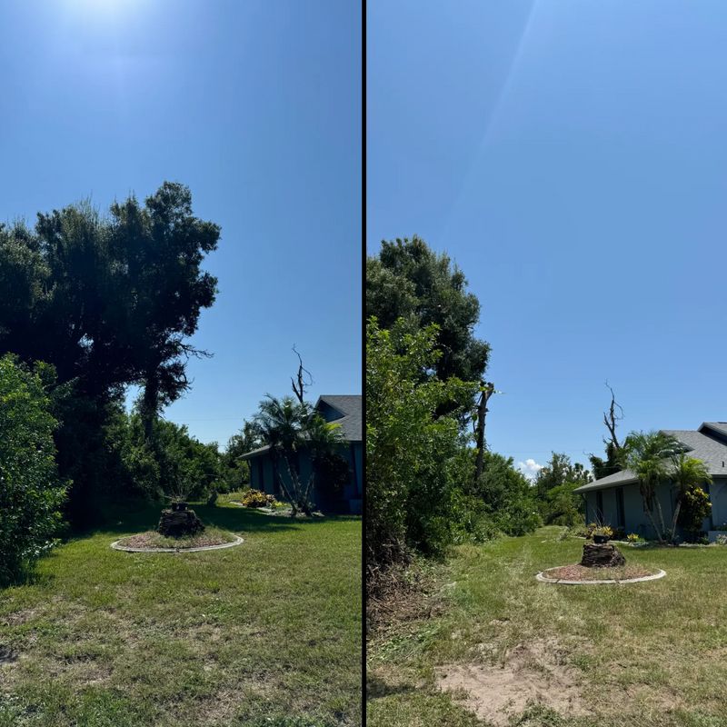 Tree Trimming