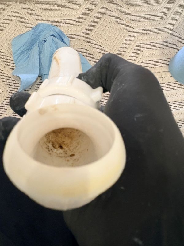Diagnose drain flies,
