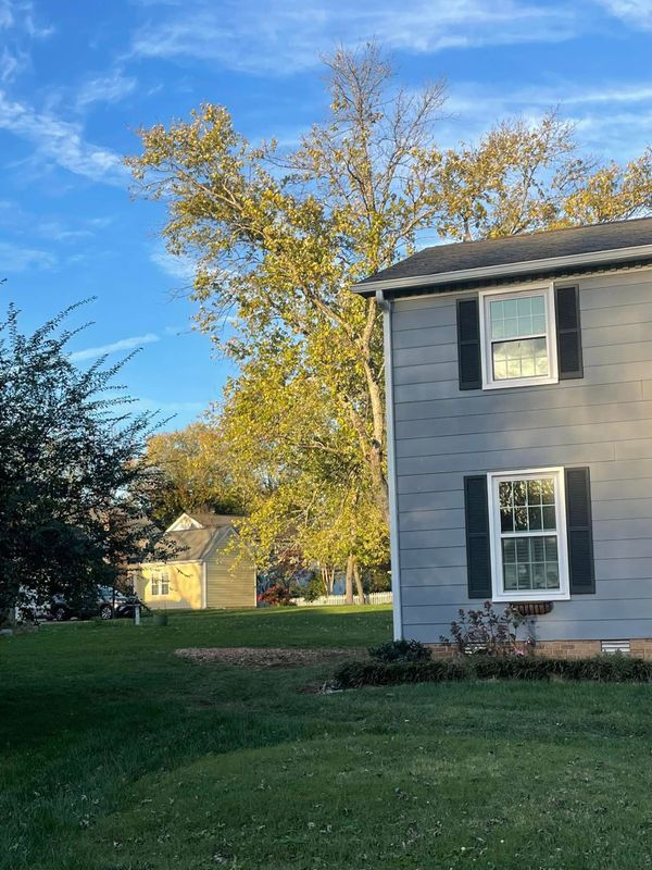 Tree Removal gallery