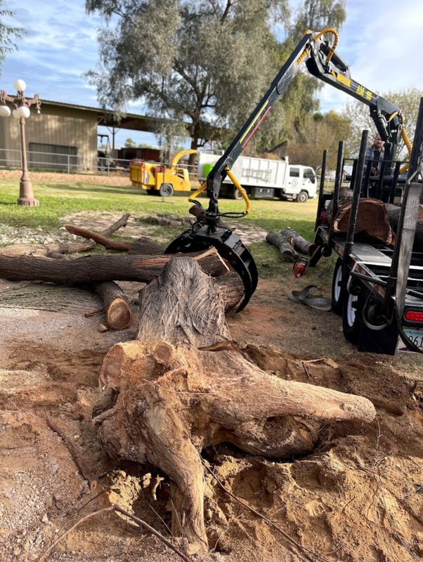 Sissoo Tree Removal
