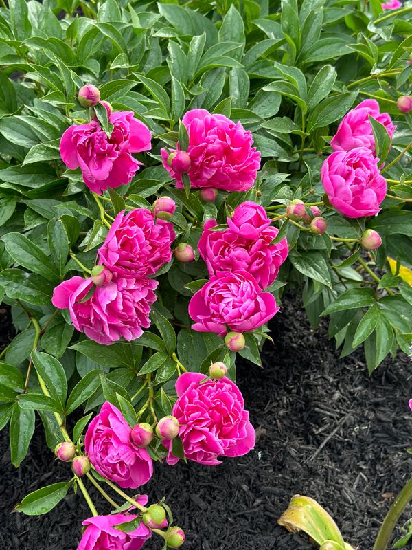 Tree & Perennial Planting