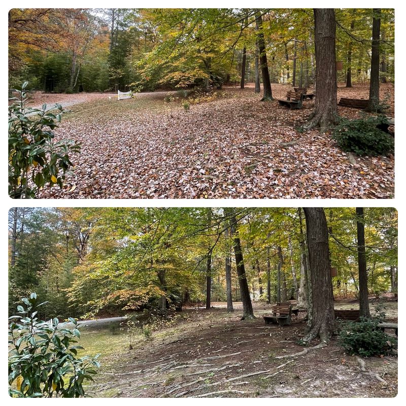 Leaf Removal