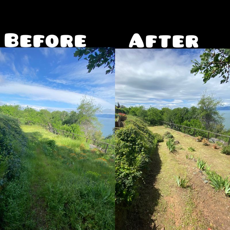 Tree & Shrub Care