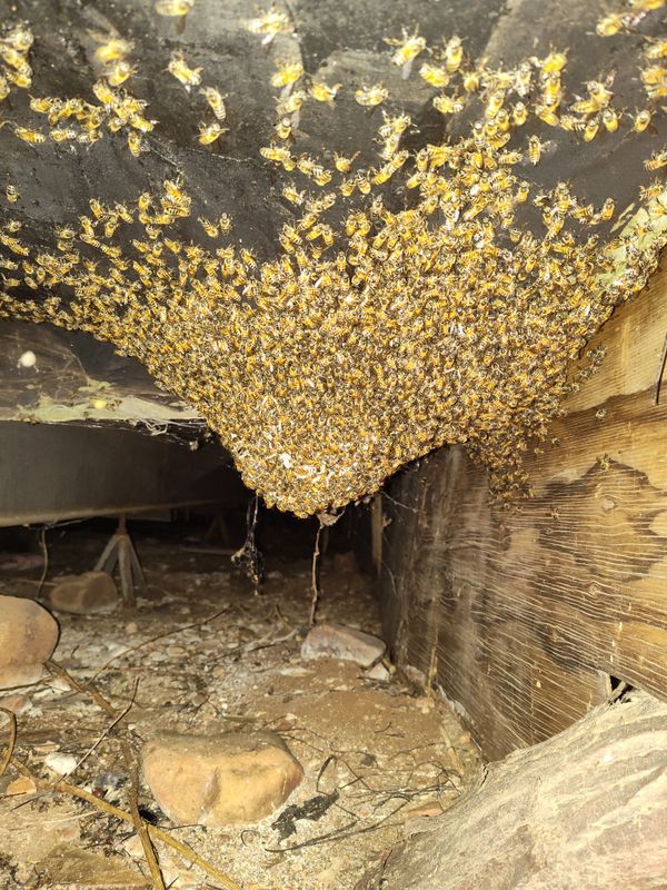 Pest Control gallery