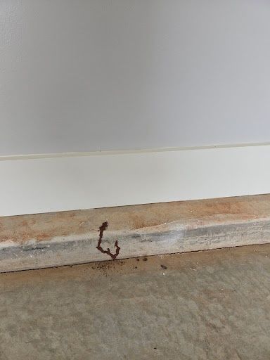 Termite Inspection & Treatment