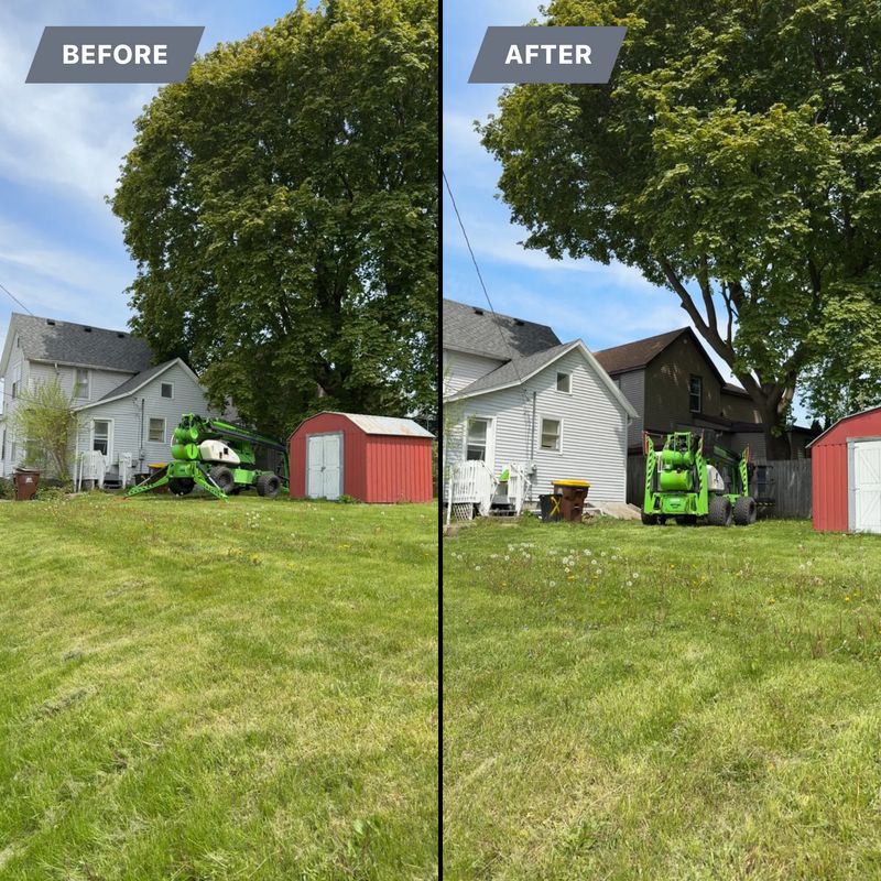 Tree Trimming