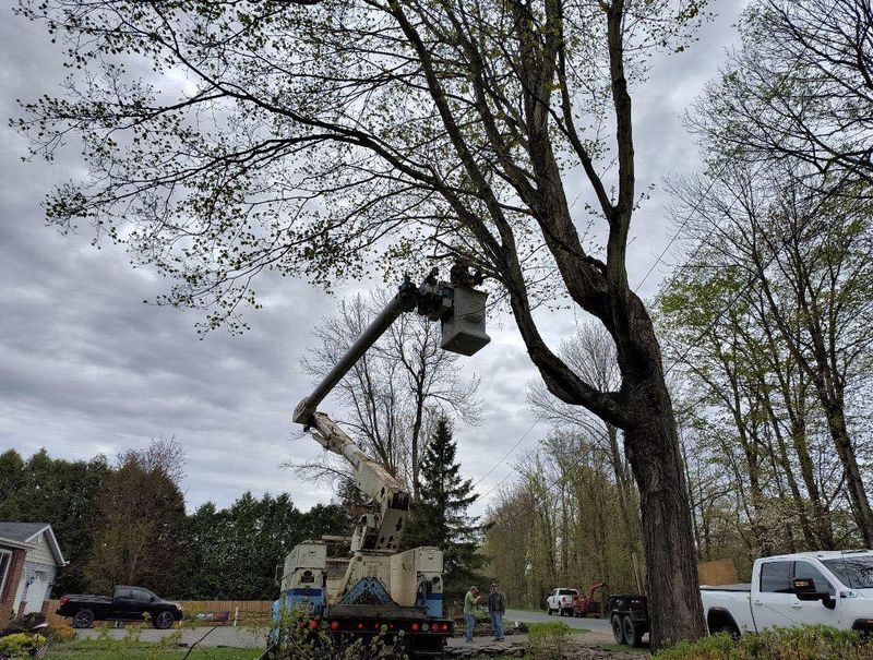 Tree Trimming