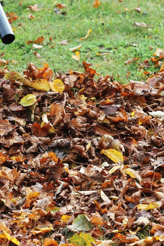 Fall Clean Up
