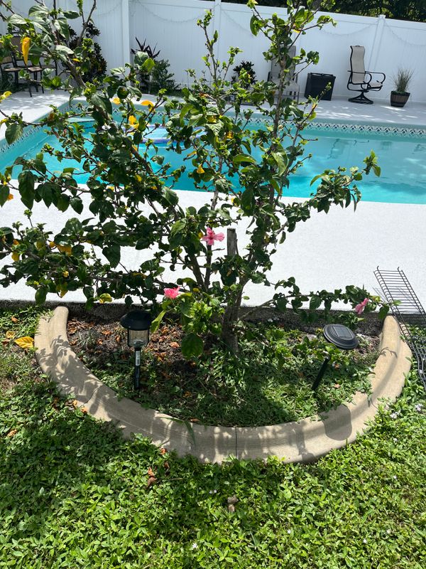 Tree Trimming