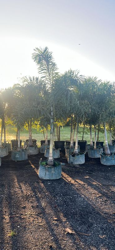 Wholesale plants, palms and trees