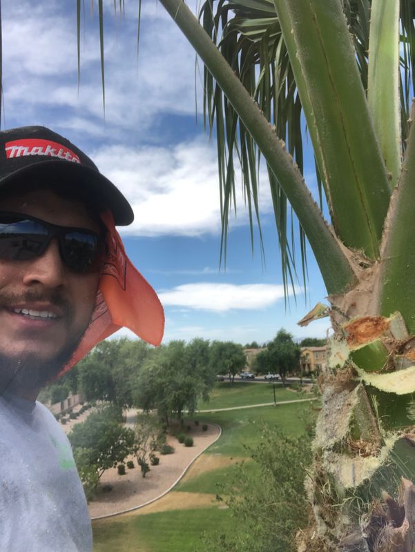 Palm Tree Trimming